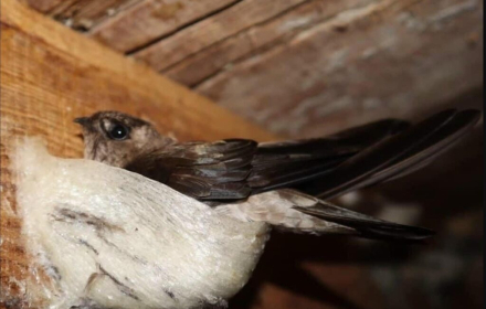 Tổng Quan Về Chim Yến Sào, Hiểu Đúng Để Xây Nhà Yến Hiệu Quả 2025