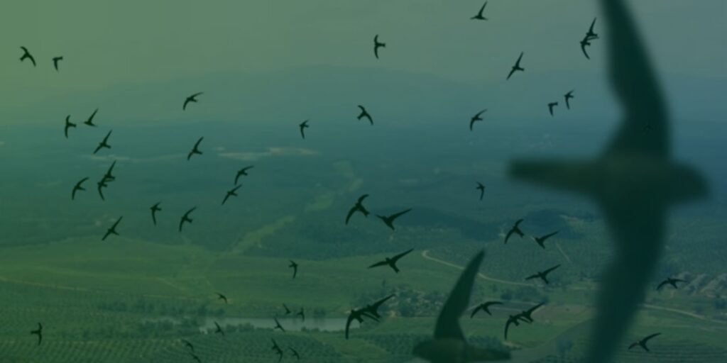 Đơn vị tư vấn, thi công trọn gói xây nhà yến hàng đầu Việt Nam